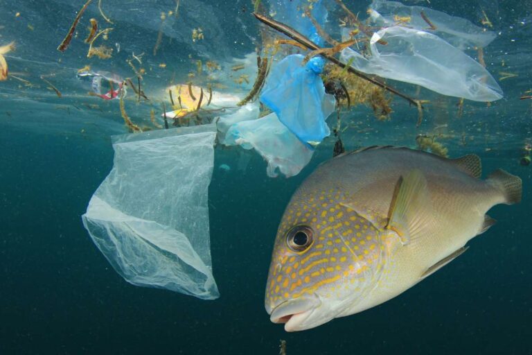 Effect of plastic bags on marine life