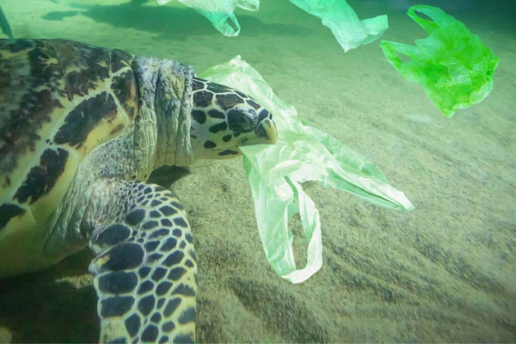 sea-turtle-eating-plastic-bag